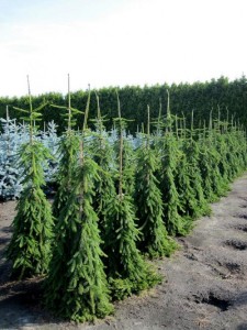 Picea abies 'Inversa'