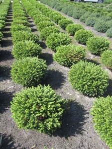 Picea omorika 'Karel'