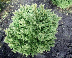 Picea abies 'Maxwellii'
