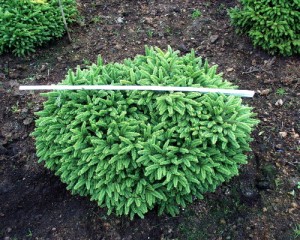Picea abies 'Nidiformis'