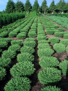 Picea abies 'Nidiformis'
