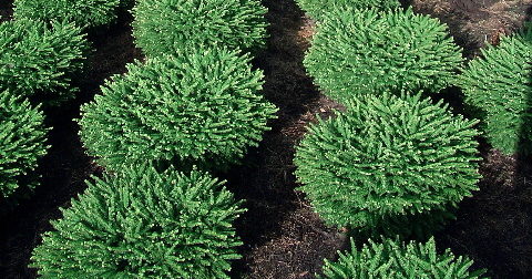 Picea abies 'Nidiformis'