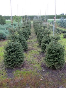 Picea abies 'Will’s Zwerg'