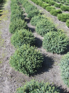 Picea glauca 'Echiniformis'
