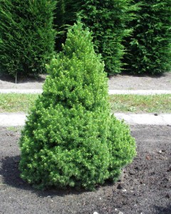 Picea glauca 'Conica'