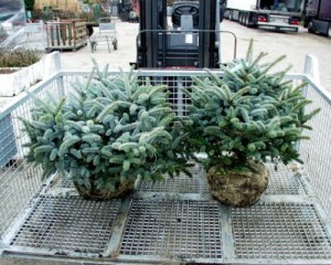 Picea pungens Glauca Globosa