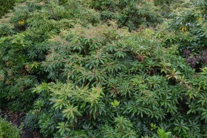 Pieris japonica Forest Flame