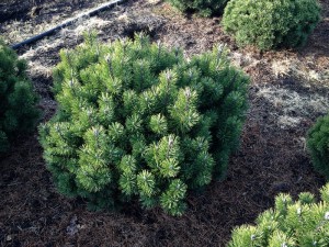 Pinus mugo mughus