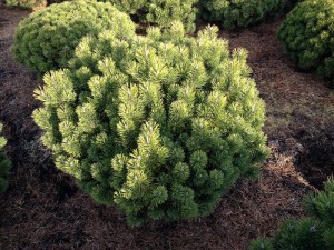 Pinus mugo Mops