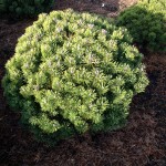 Pinus mugo Mops