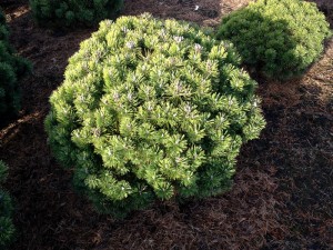 Pinus mugo Mops