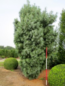 Pinus wallichiana Densa Hill
