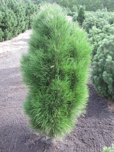 Pinus nigra Green Tower