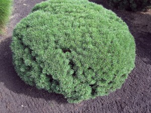 Pinus mugo Mops 