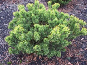 Pinus mugo Winter Gold