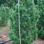 Pinus cembra