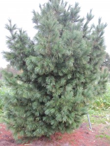 Pinus cembra
