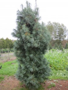 Pinus cembra