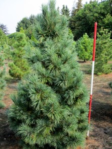 Pinus cembra
