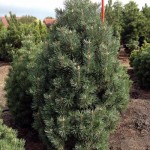 Pinus mugo 'Columnaris'