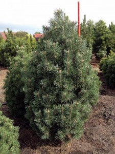 Pinus mugo 'Columnaris'