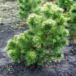 Pinus mugo 'Gnom'
