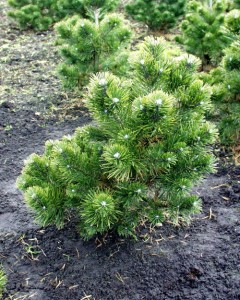 Pinus mugo 'Gnom'