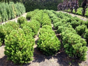 Pinus mugo Winter Gold