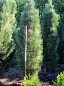 Pinus nigra pyramidata