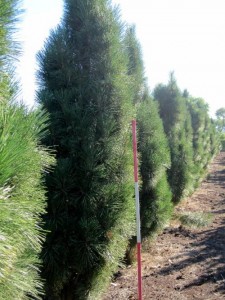 Pinus nigra pyramidata