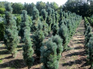 Pinus sylvestris Fastigiata