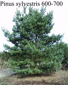 Pinus sylvestris