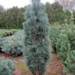 Pinus sylvestris 'Fastigiata'