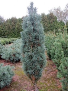 Pinus sylvestris 'Fastigiata'