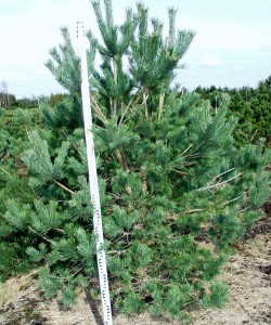 Pinus sylvestris 'Norske Typ'
