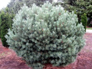 Pinus sylvestris 'Watereri'