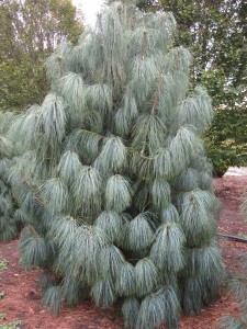 Pinus wallichiana