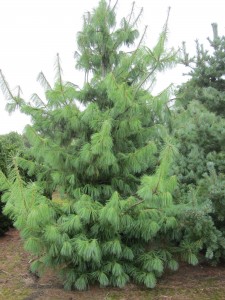 Pinus wallichiana