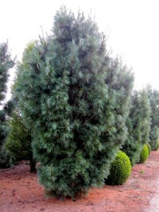 Pinus wallichiana 'Densa Hill'