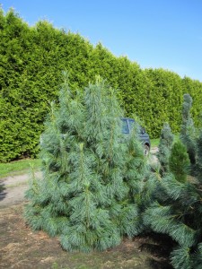Pinus wallichiana