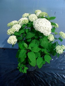 Hydrangea arborescens Annabelle