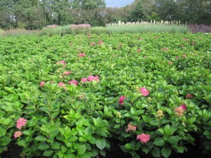 Hydrangea macr. in Sorten