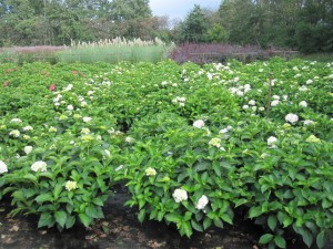 Hydrangea macr. in Sorten