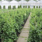 Hydrangea petiolaris