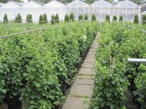 Hydrangea petiolaris
