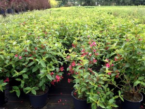 Weigela Bristol Ruby