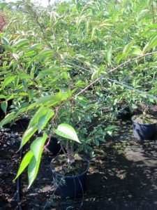 Prunus Autunalis