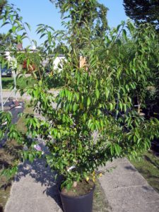 Prunus Fukubana