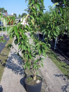 prunus-kanzan1