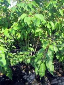 Prunus Pink Perfektion